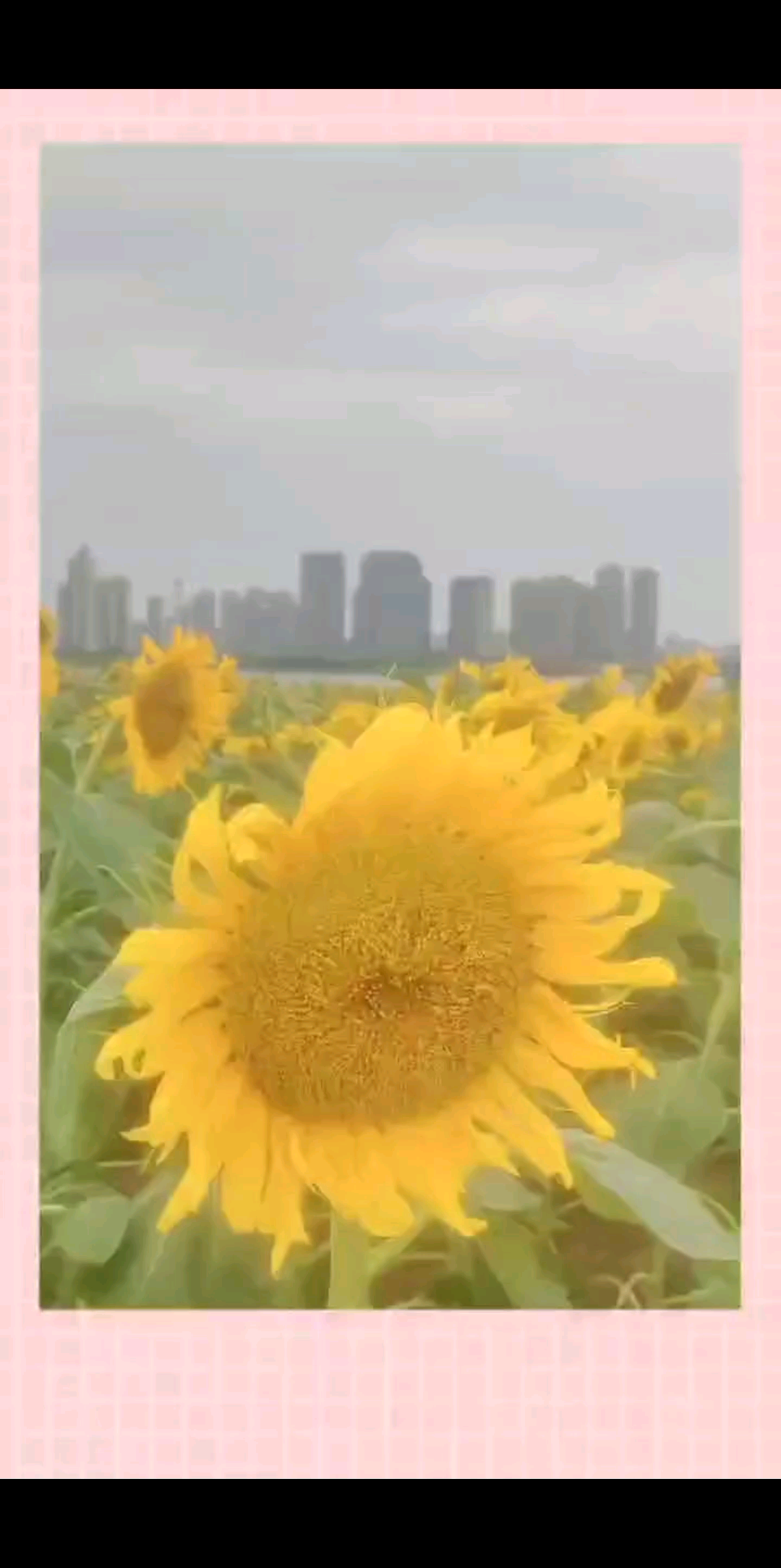 向日葵🌻有个很好的花