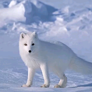 雪山飞狐🦊