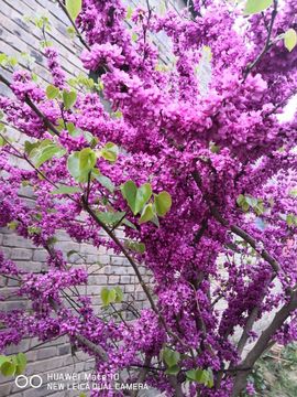 陌上╰.╯花开ღ主播照片