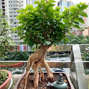 加两换