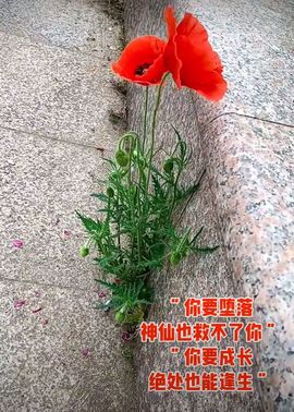 邂逅天赐主播照片