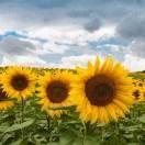 緣缘满满的头像