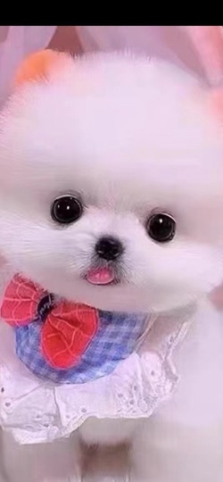 金牌代理❤玲儿❤主播照片