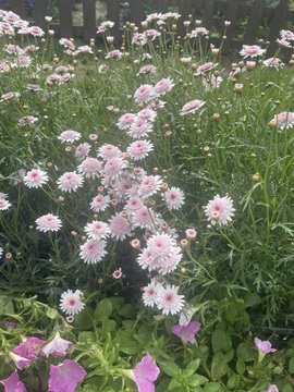 幻幻吖🍀休的图片