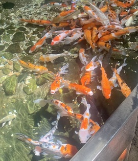 小缇娜主播照片