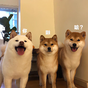 💫默默💫
