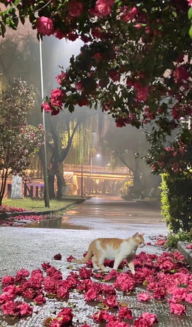 Wuli奶茶主播照片