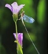 蜉蝣…