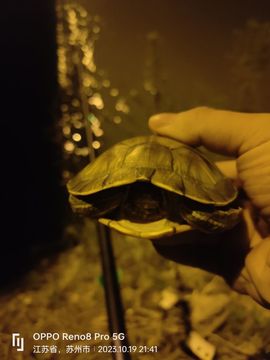 元超哥主播照片