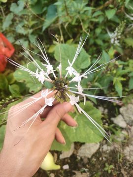乖巧宝宝歌曲：凤凰飞主播照片