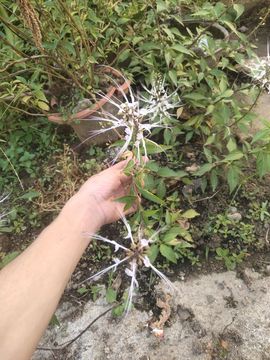 乖巧宝宝歌曲：凤凰飞主播照片