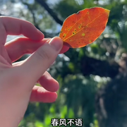 像风一样自由呀～