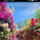 🌷宁静致远🌷