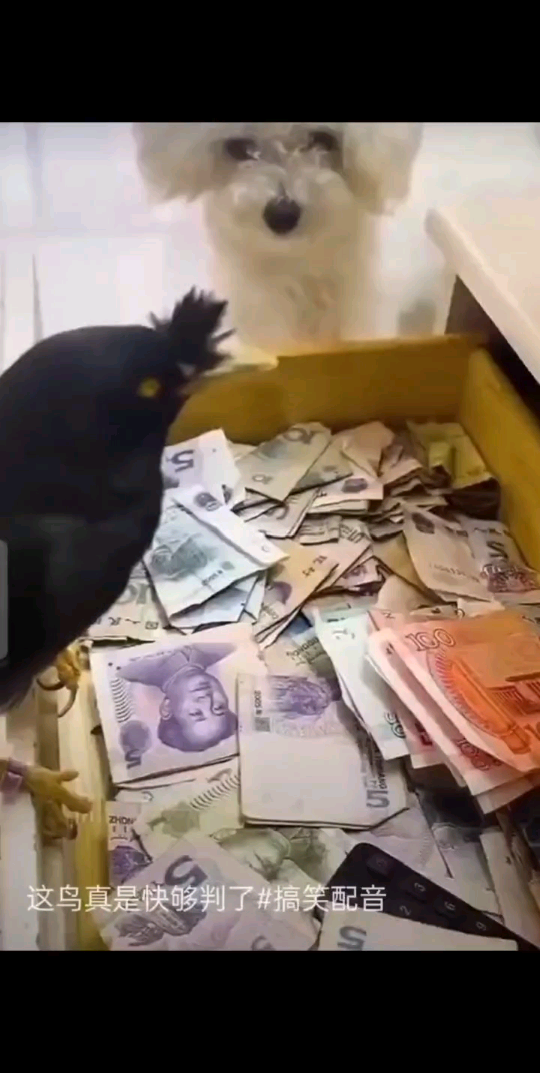 我以想养这样的发财鸟