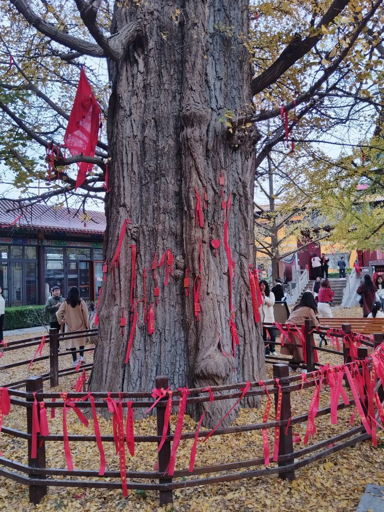 小童贺立正爸神皇主播图片