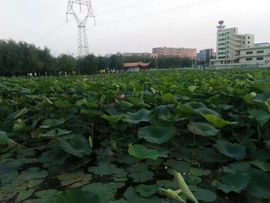 💎六k的图片