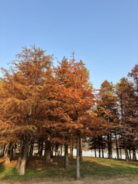 ᥫᩣ应应请假主播照片