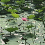 村东头流氓