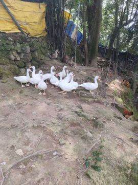 小谢农村田园生活的图片