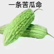一条苦瓜命🕊