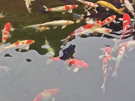 秋叶♥海棠的图片