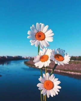 雪菜♫好运好运旺的图片