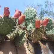 🌵过客