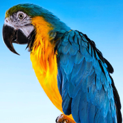 萌新宝宝MoBEoT的头像