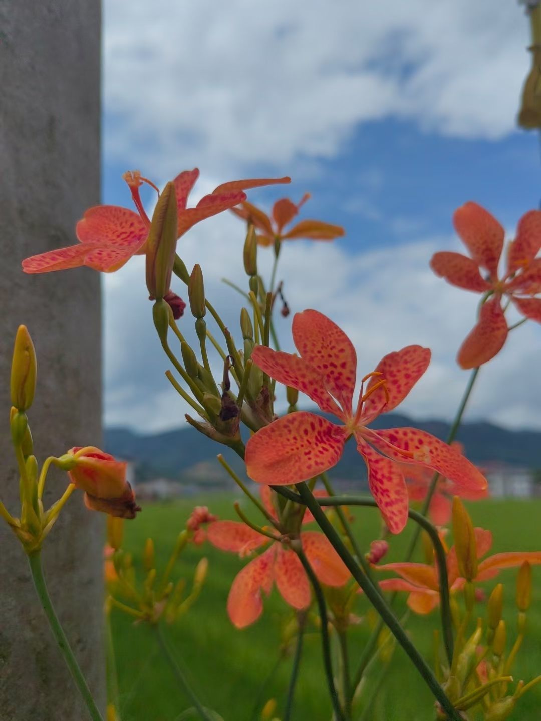 玟玟🌸快乐哈主播图片