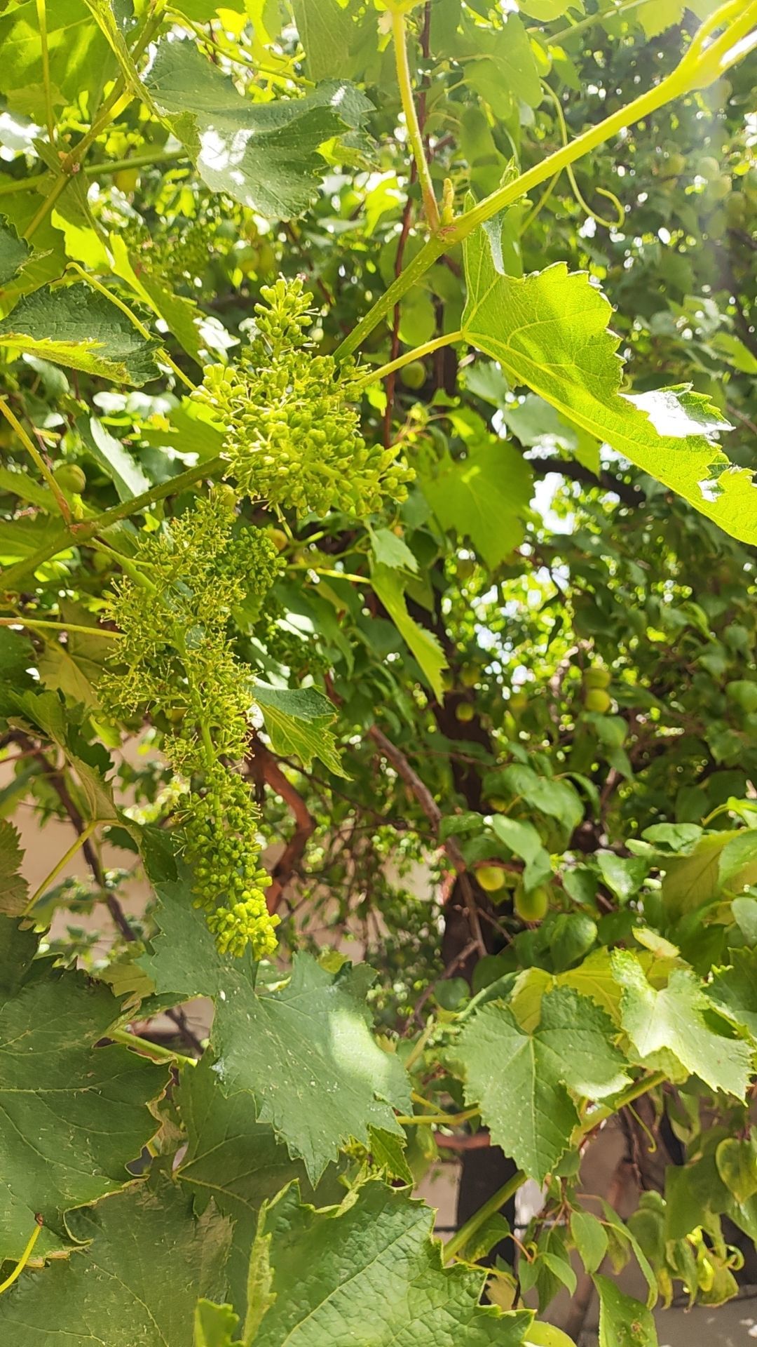 小芳，🌸减肥打卡主播图片