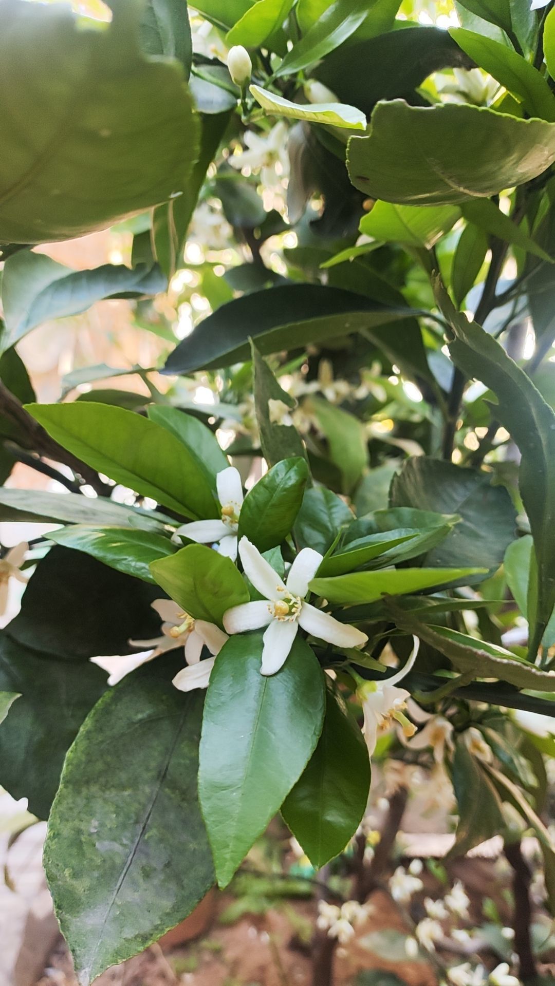 小芳，🌸减肥打卡主播图片