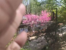 陶陶笛主播照片