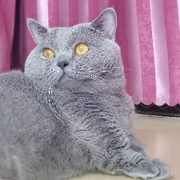 爱猫美少女