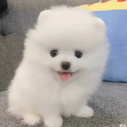 泰迪小可爱🌙🌙