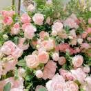 满山野花🌷