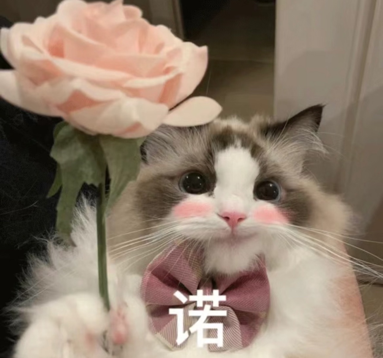 藝藝??喂一口的主播照片