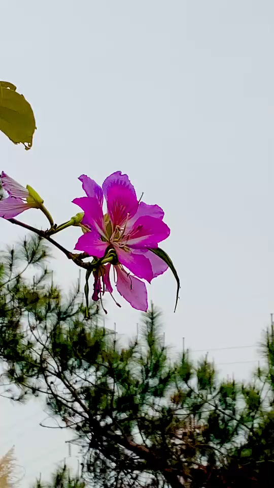 花语/胜利