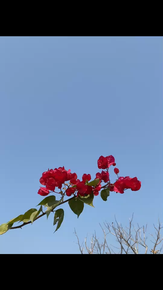 花語