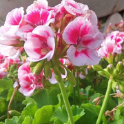 好运🌺降临的头像