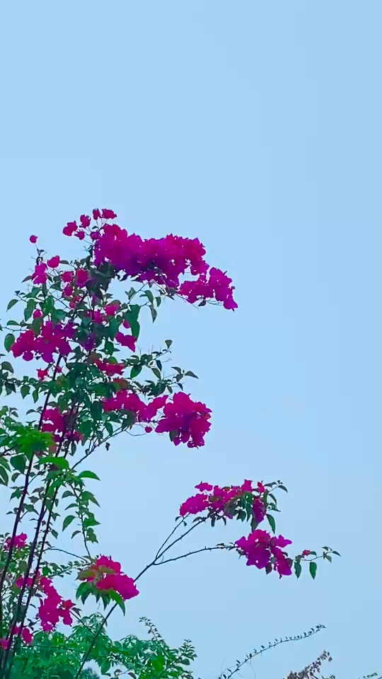 花语