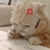 七友hev