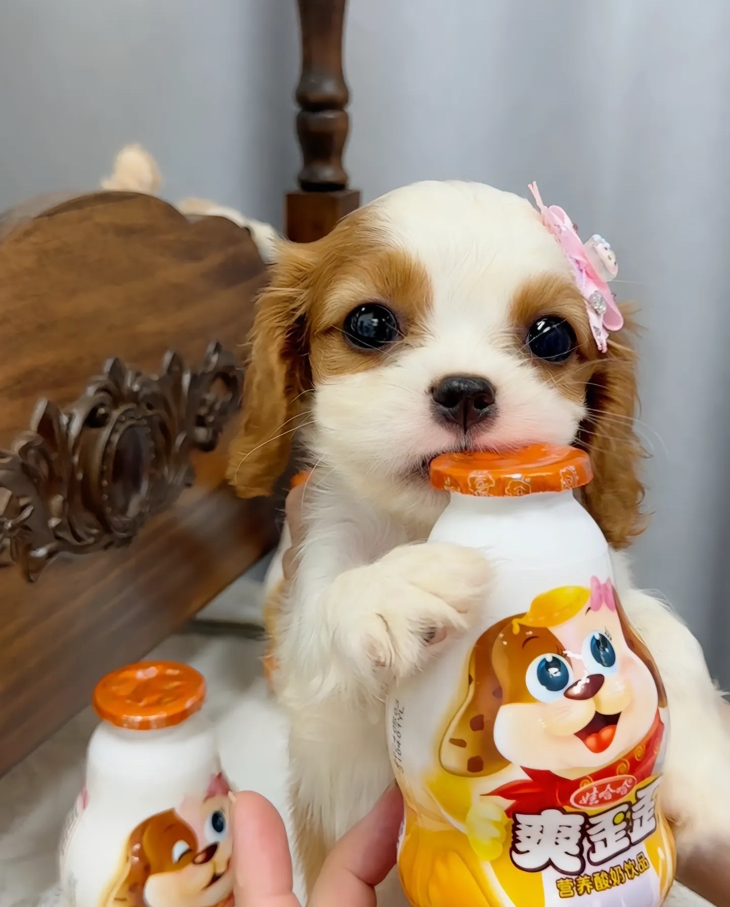 新人小怡BaBy的图片