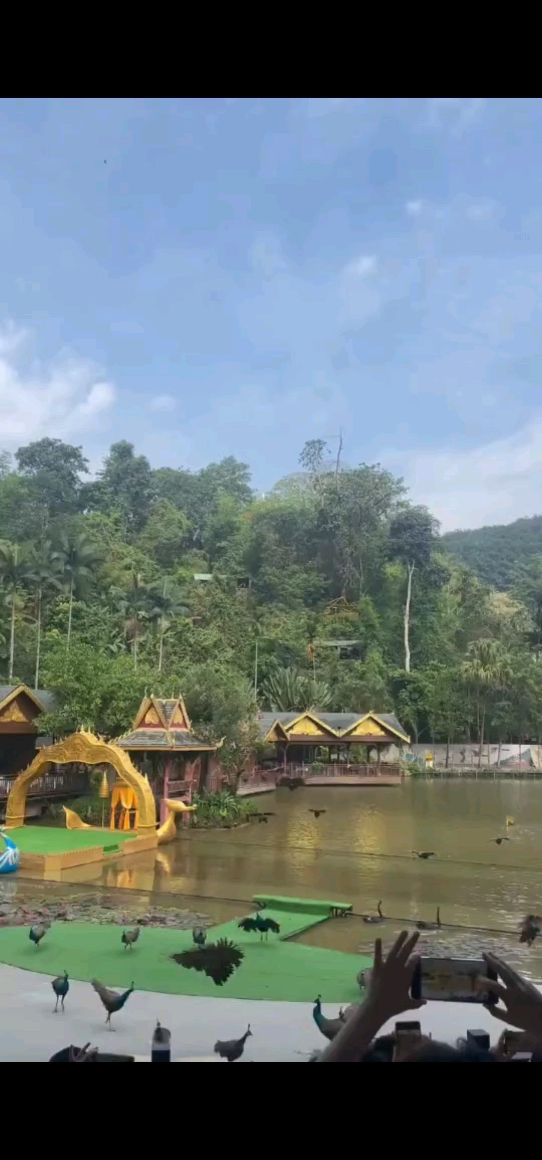 📍热带原始深林之“🦚