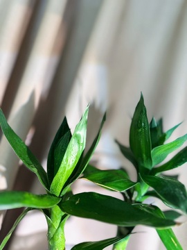 毛28💗主播照片