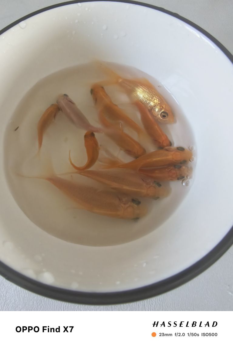 聆听~福妞儿的图片