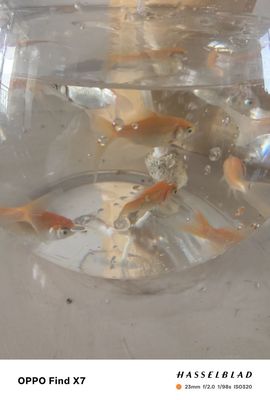 聆听~有个二十冠的梦主播照片