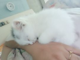 莫言，六月求善待！主播照片