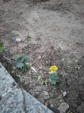 天王盖地虎044主播照片