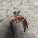 小龙虾🦞🦞