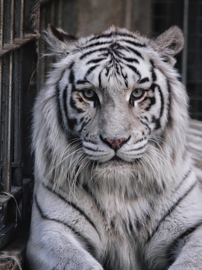 云斋🐯海报